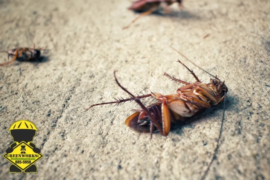 roach infestation