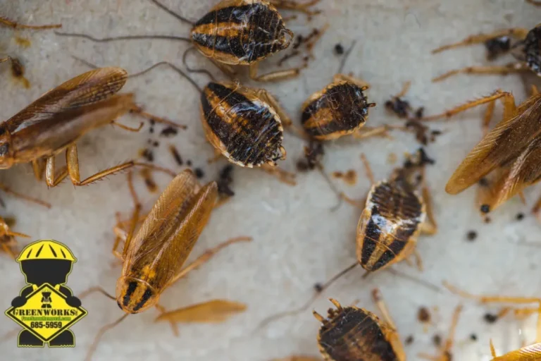 roach infestation
