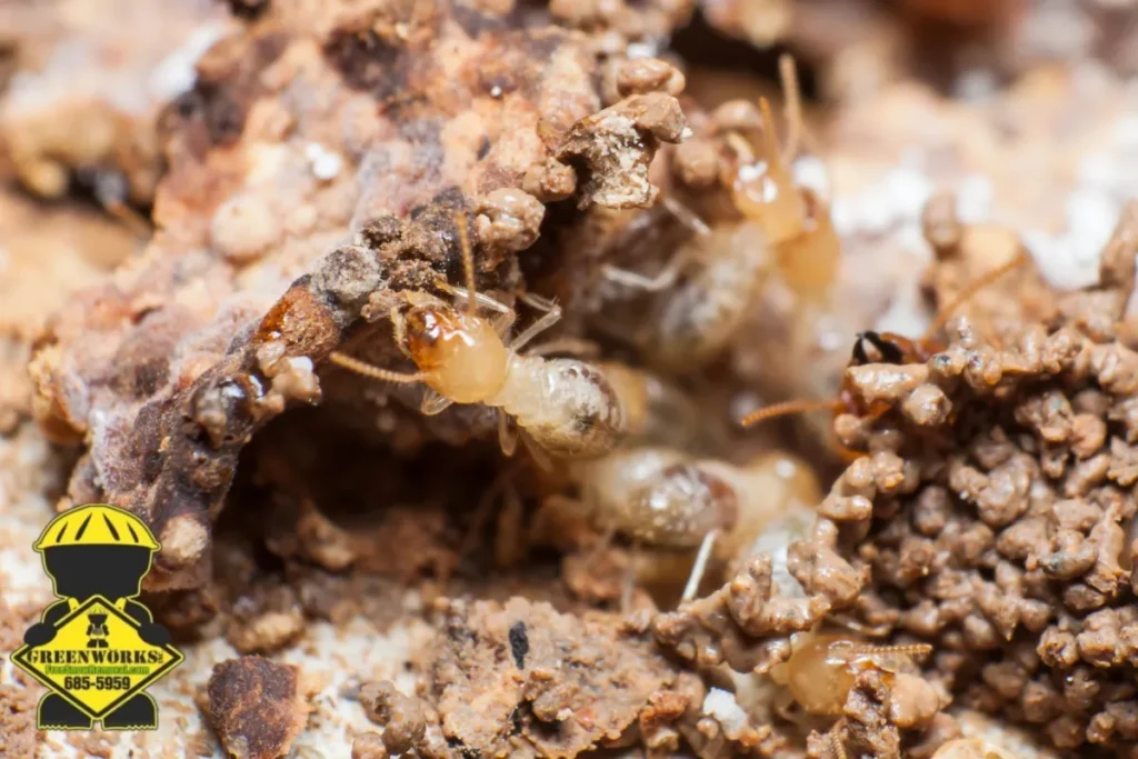 termite