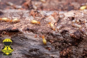 termites infestation