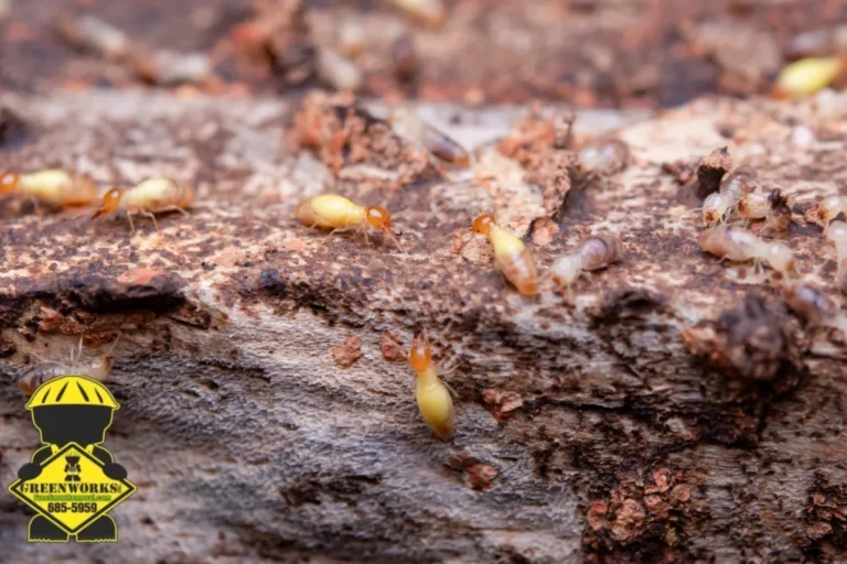termites infestation