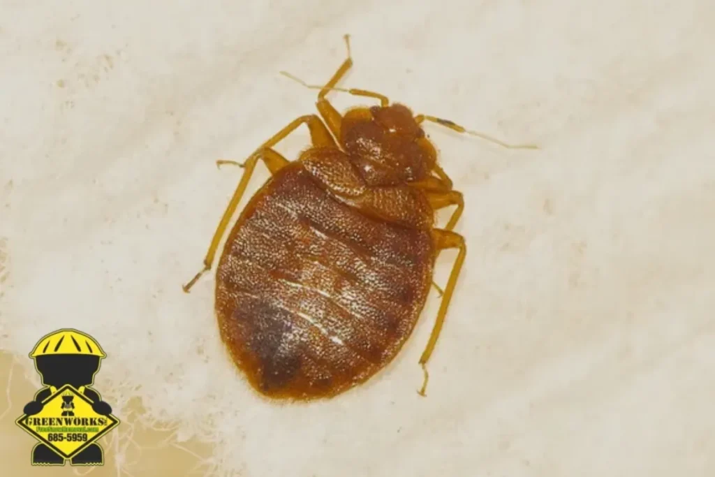 bed bug