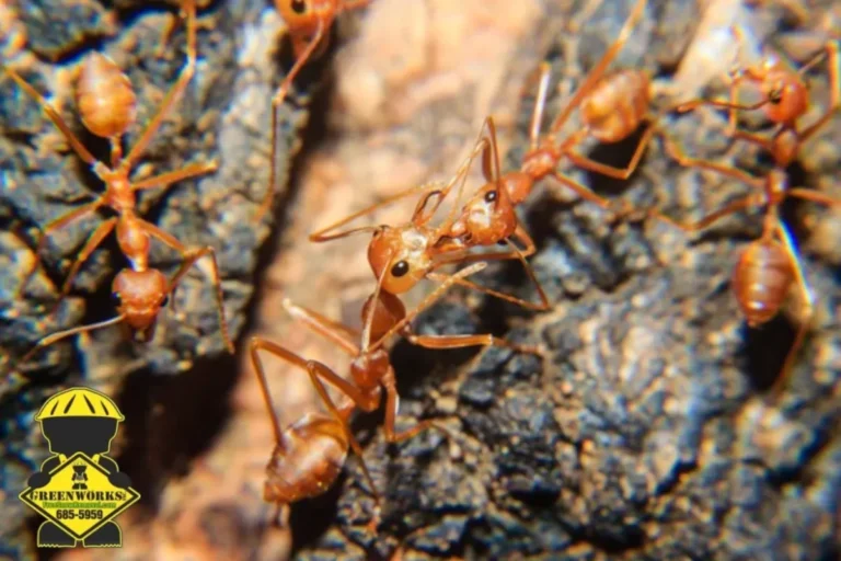 close up fire ant