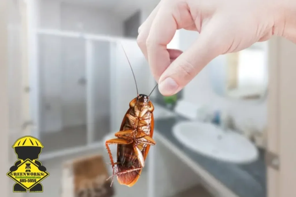 cockroach