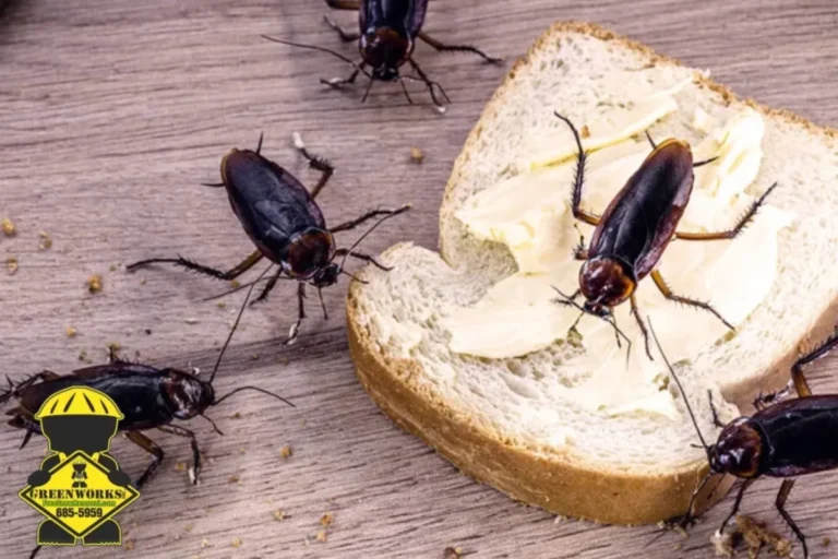 cockroaches feeding on scraps of food