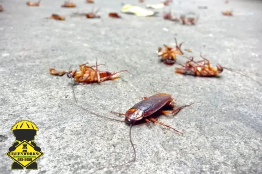 cockroaches infestation