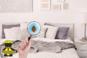detecting bed bug