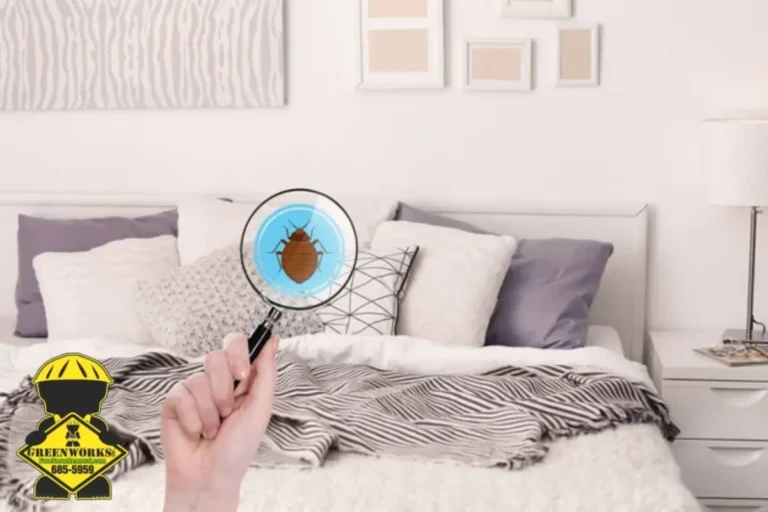 detecting bed bug