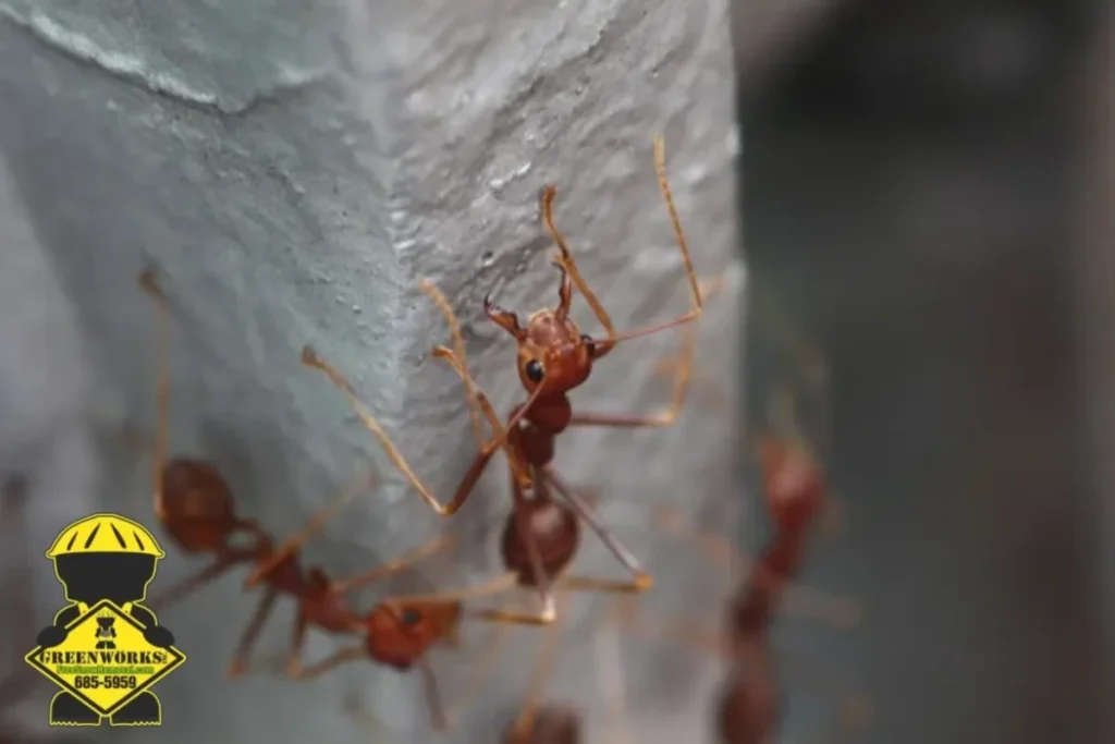 fire ant
